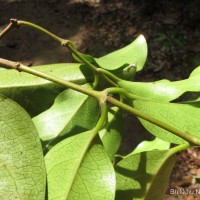 Aganosma cymosa (Roxb.) G.Don